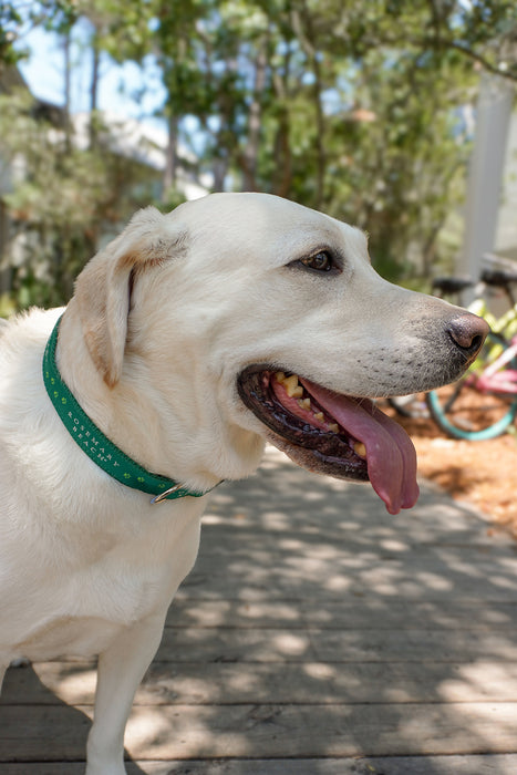 Rosemary Beach® Dog Collar