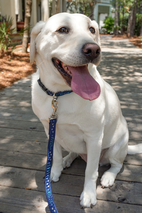 Rosemary Beach® Woven Dog Leash