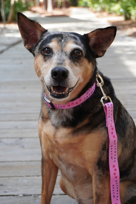 Rosemary Beach® Dog Collar