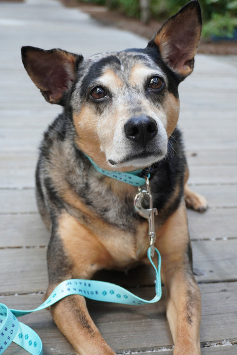 Rosemary Beach® Dog Leash