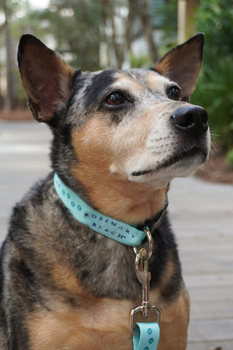 Rosemary Beach® Dog Collar